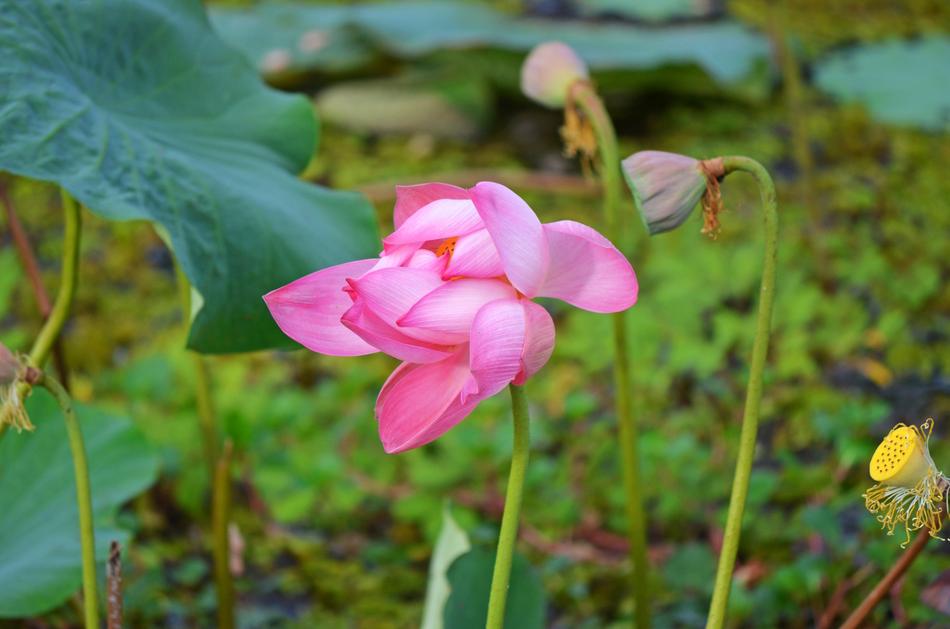 Water Lily Flower