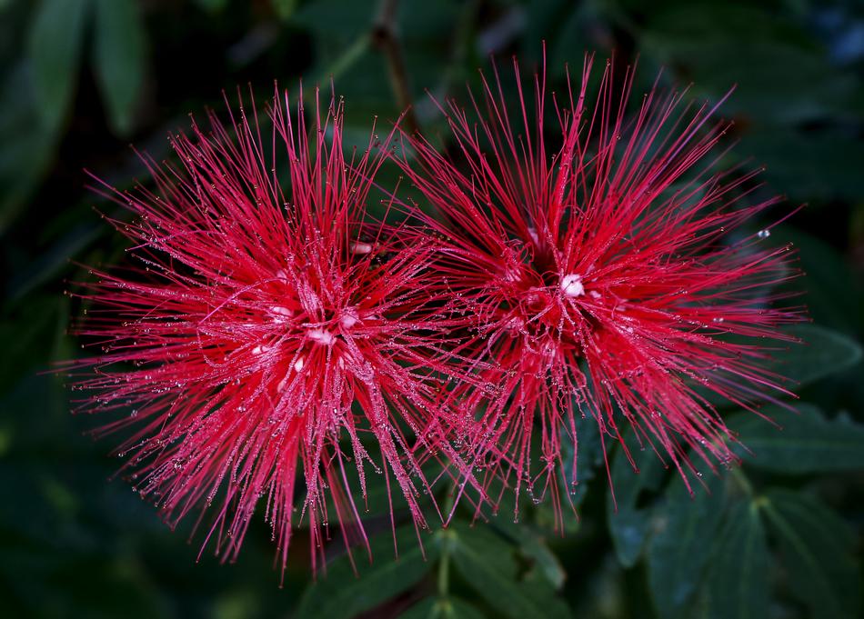 Calliandra