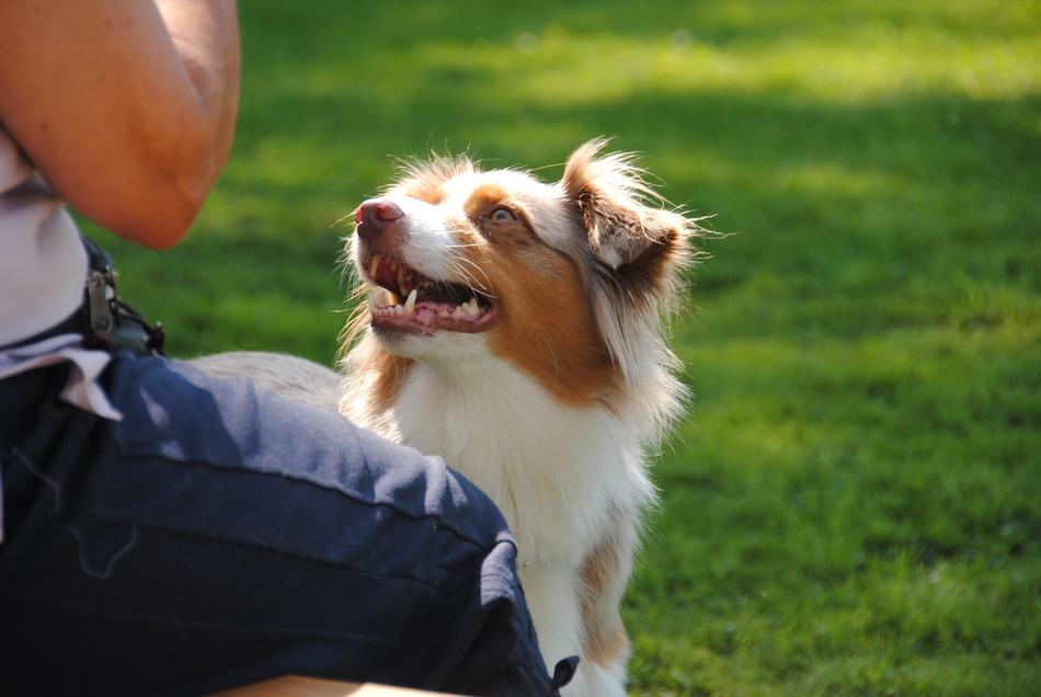 a fluffy sweet dog near a human