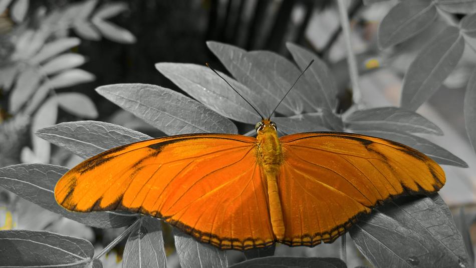 beautiful colorful butterfly on flowers
