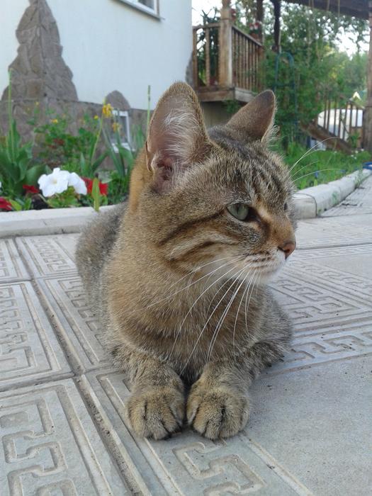 goodly Cat Vacation