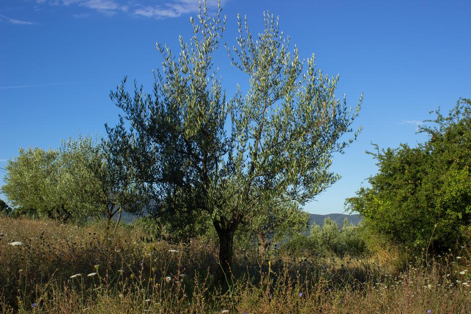 Olive Tree Olives Agriculture