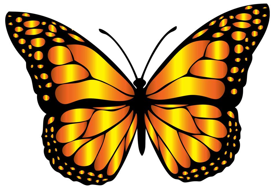impressively beautiful butterfly chromatic drawing