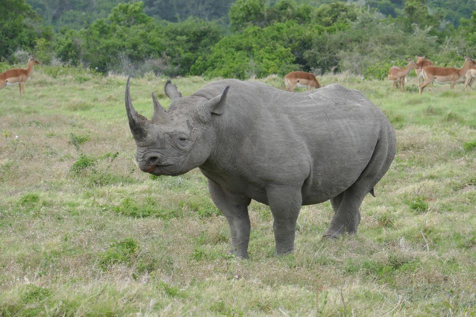rhino walking on safari