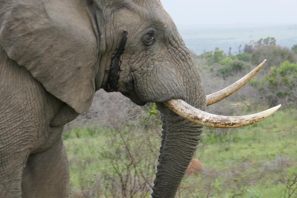 Elephant Kariega Animals