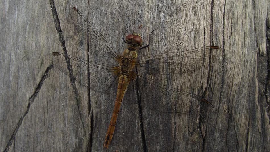 Dragonfly Wazka at Summer