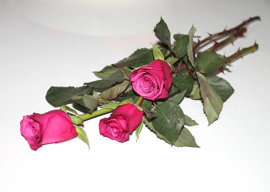 roses are dry and beautiful