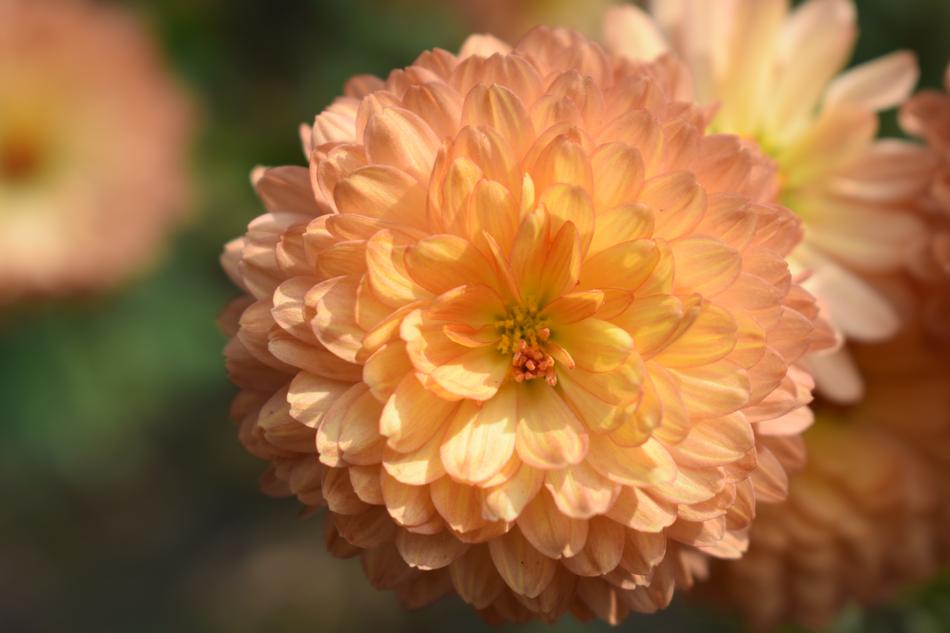 Flower Nature Natu