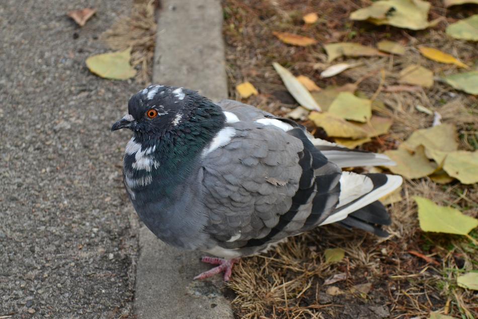 Dove Autumn Leaves