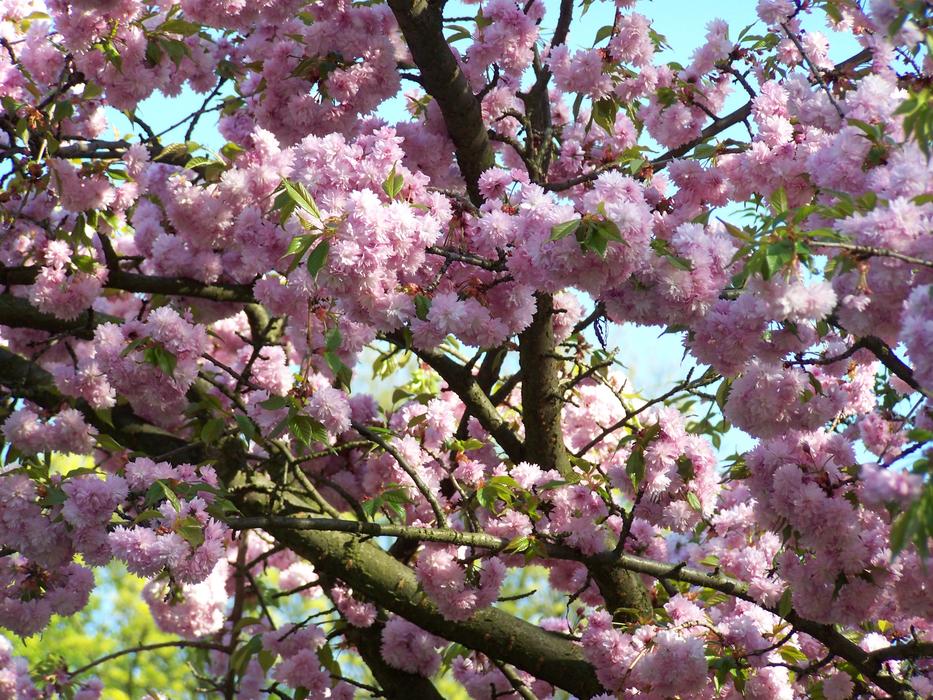 Spring Apple Flower