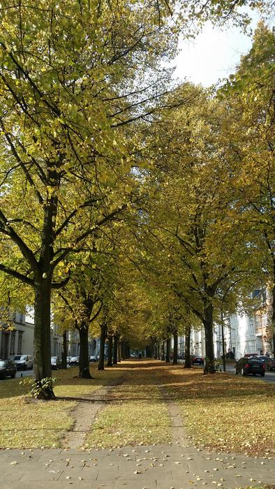 Avenue Park