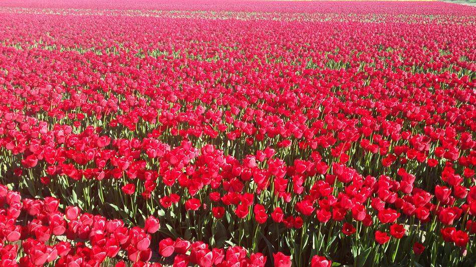 Tulips Red