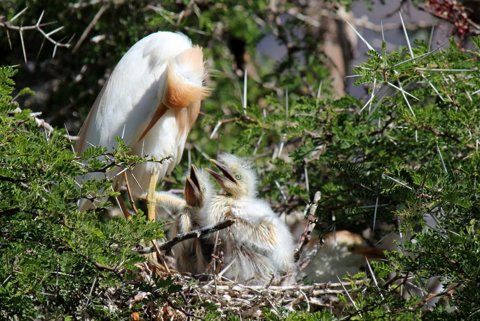Birds Fledglings Nest