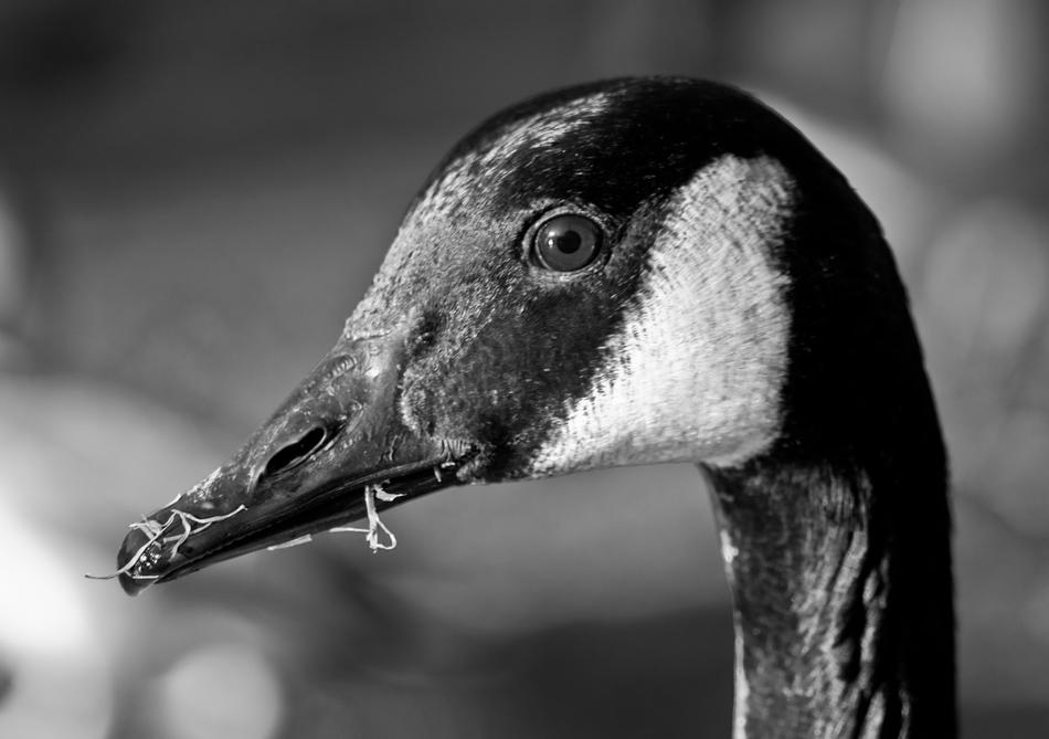 amazingly beautiful Canada Goose