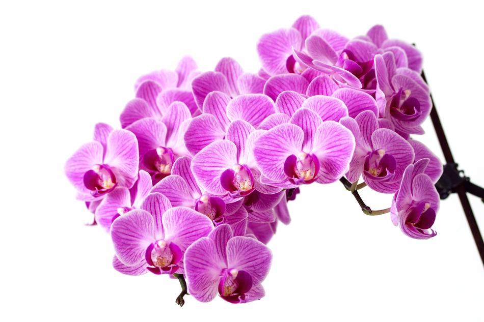 Flower Pink Orchid free image download