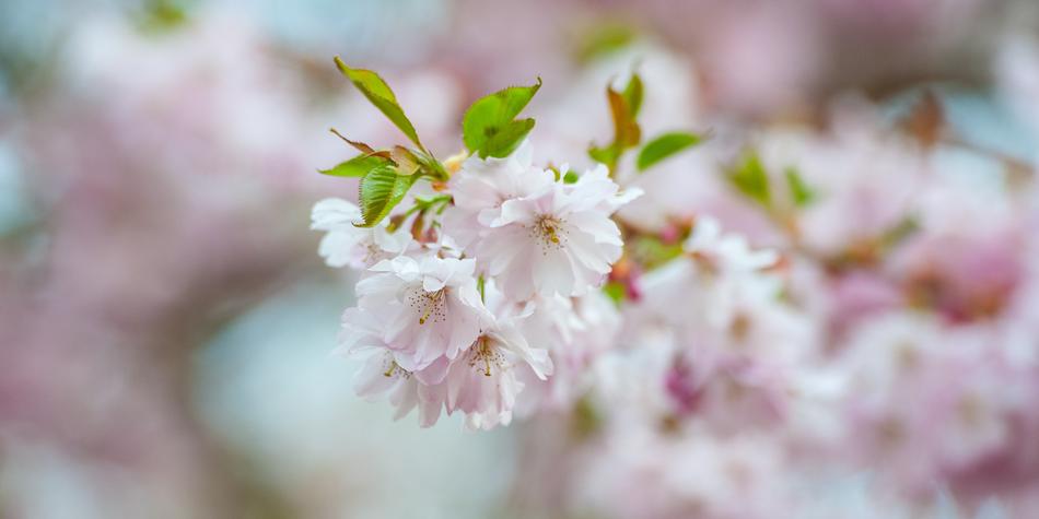 cloudy background, cherry blossom