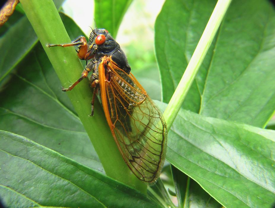 Cicada Insect Bug
