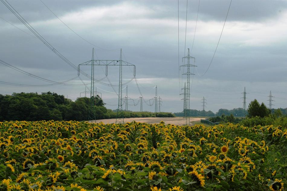 Energy Sky Sunflower