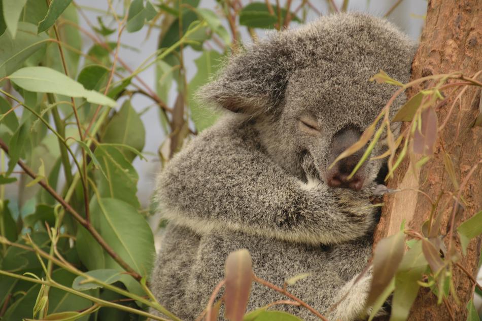 goodly Koala Australia