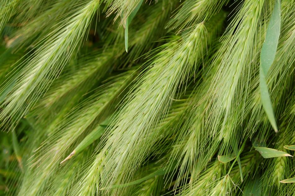 Wheat Collection Ears