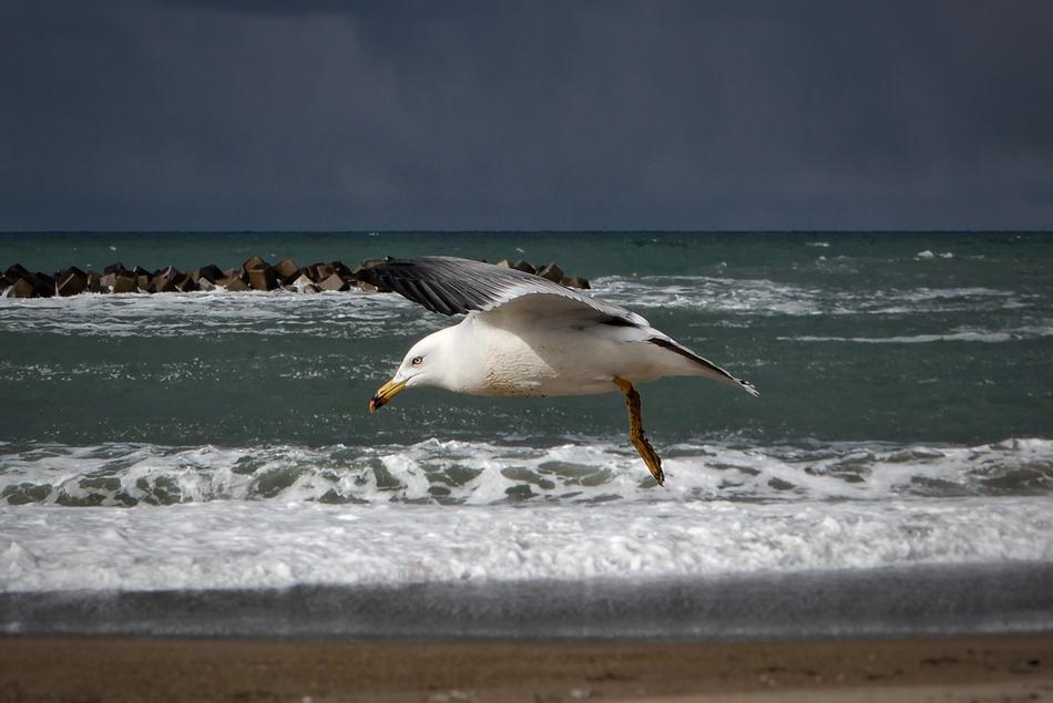 fabulous Animal Sea