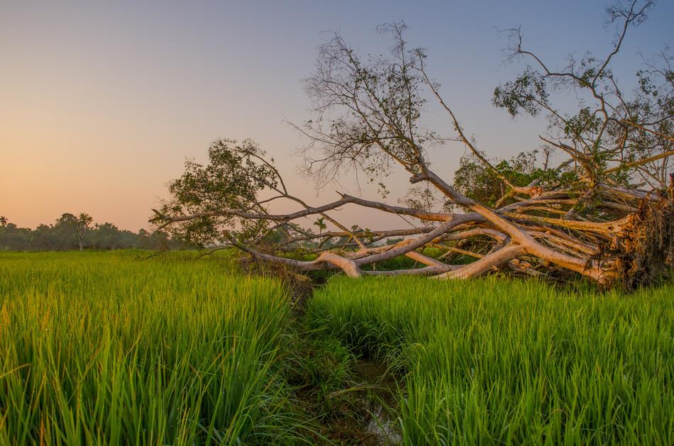 beautiful view of a grassy field