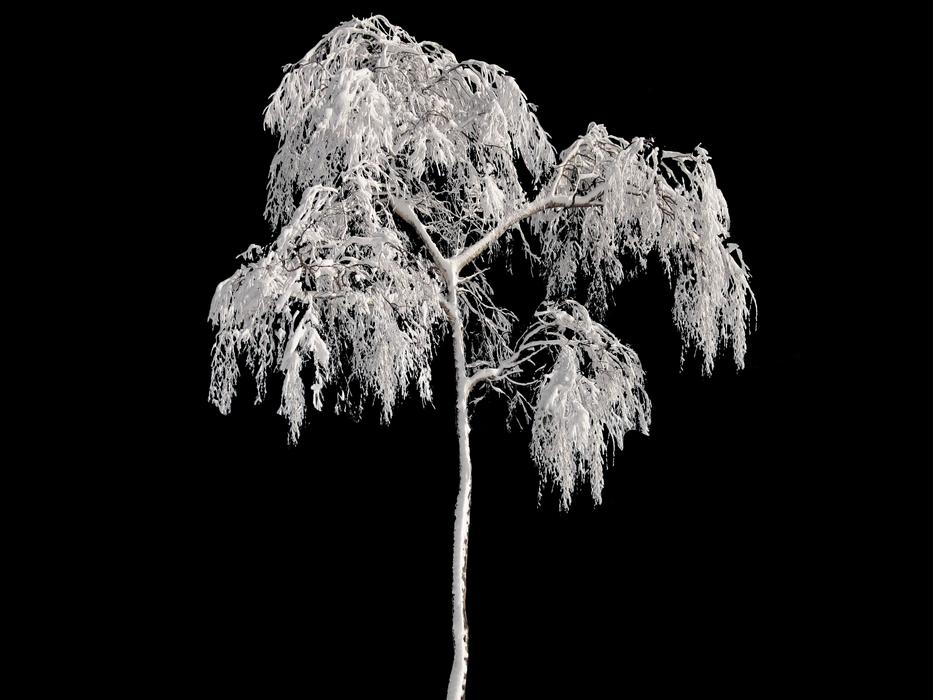 tree in the cold snow
