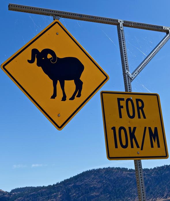 watch out for rams sign yellow