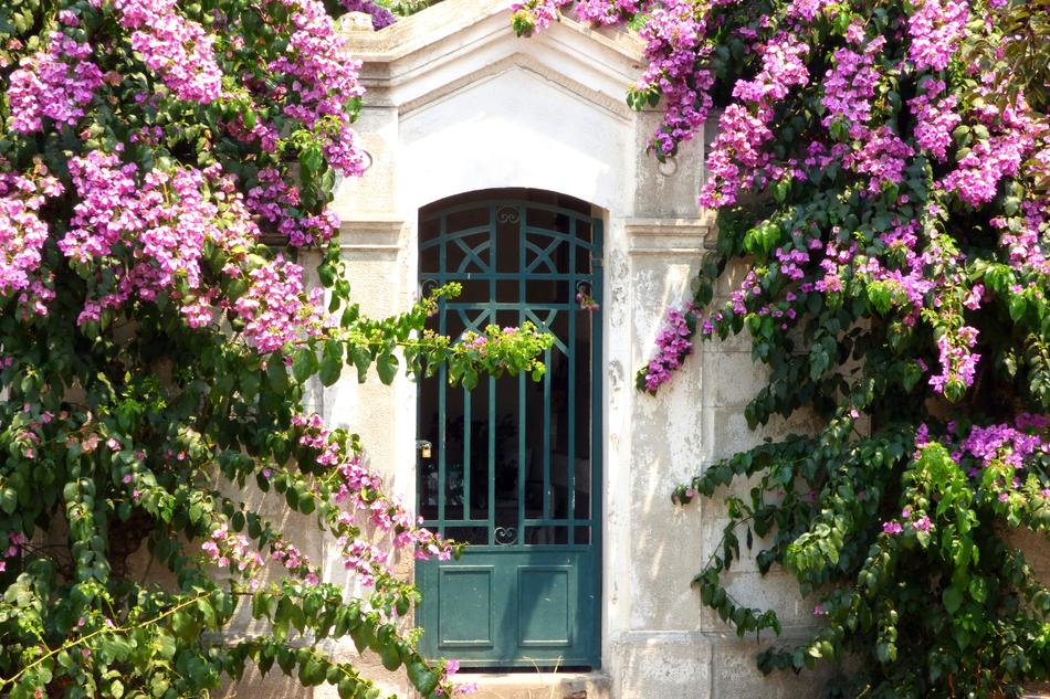 blooming Bougainvillea at white wall with grid door