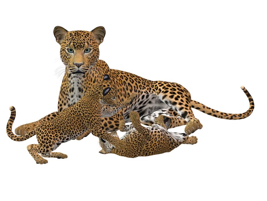 cheetah big cat predator