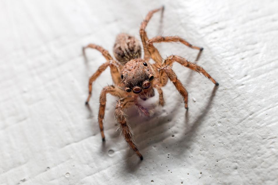 The Spider Macro Insects