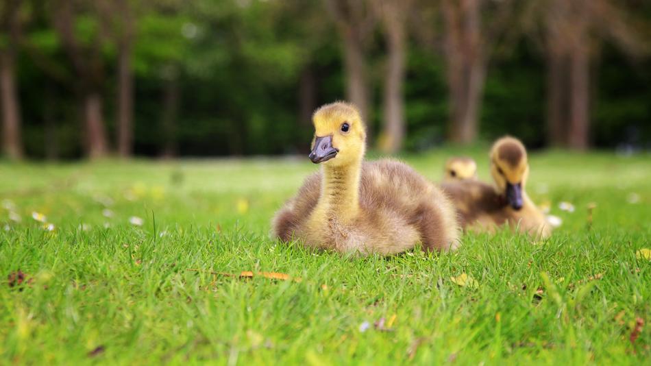 two fluffy ducklings lie on a green meadow