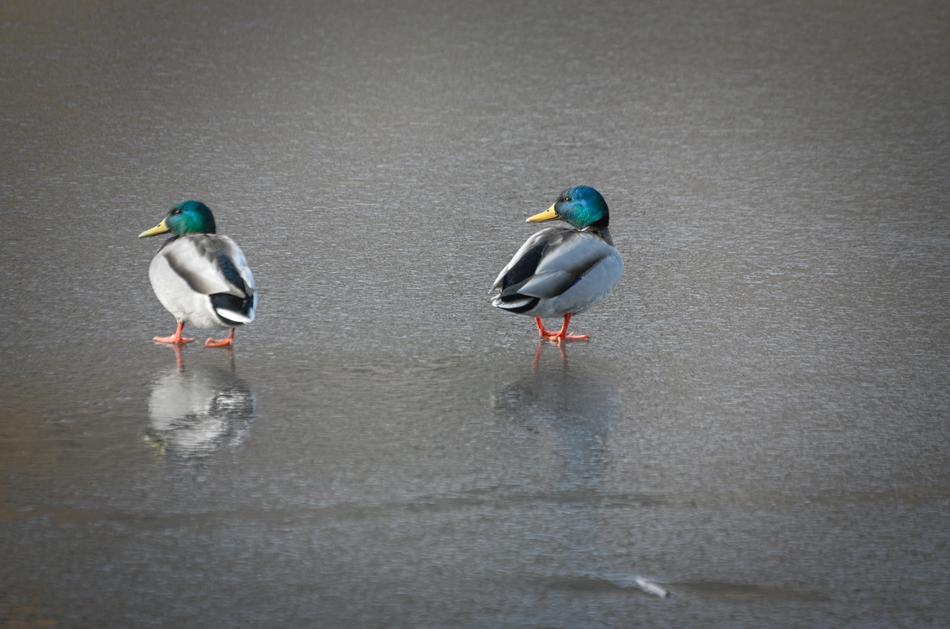 Ducks Mallards Waterfowl