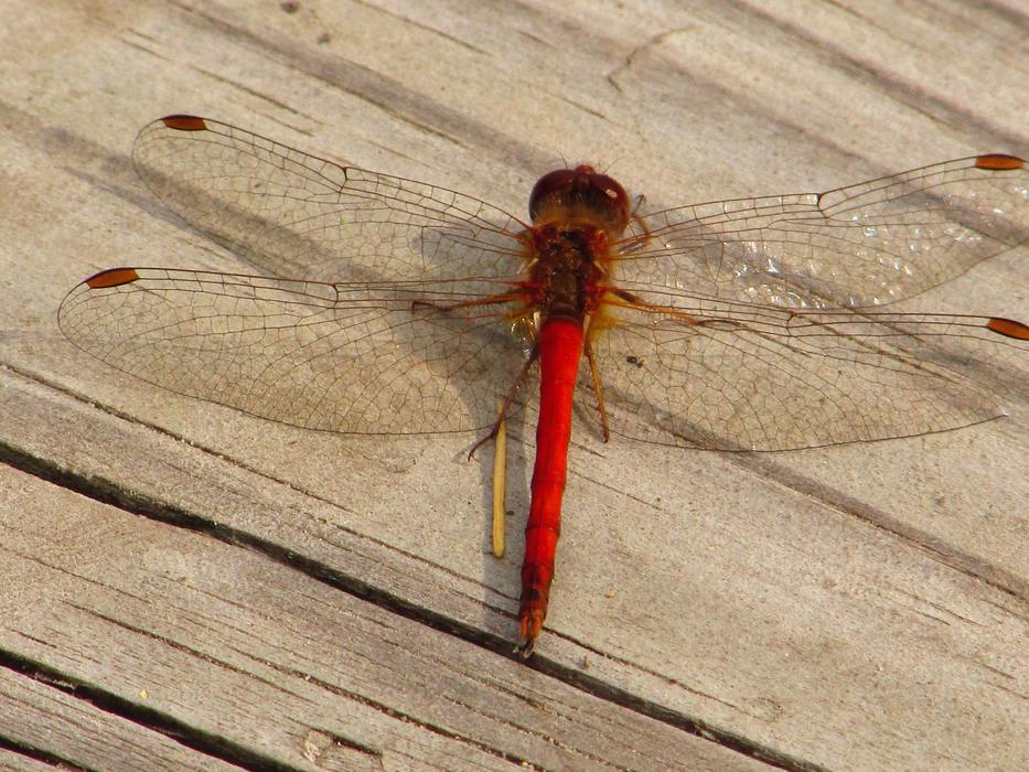 Dragonfly Deck
