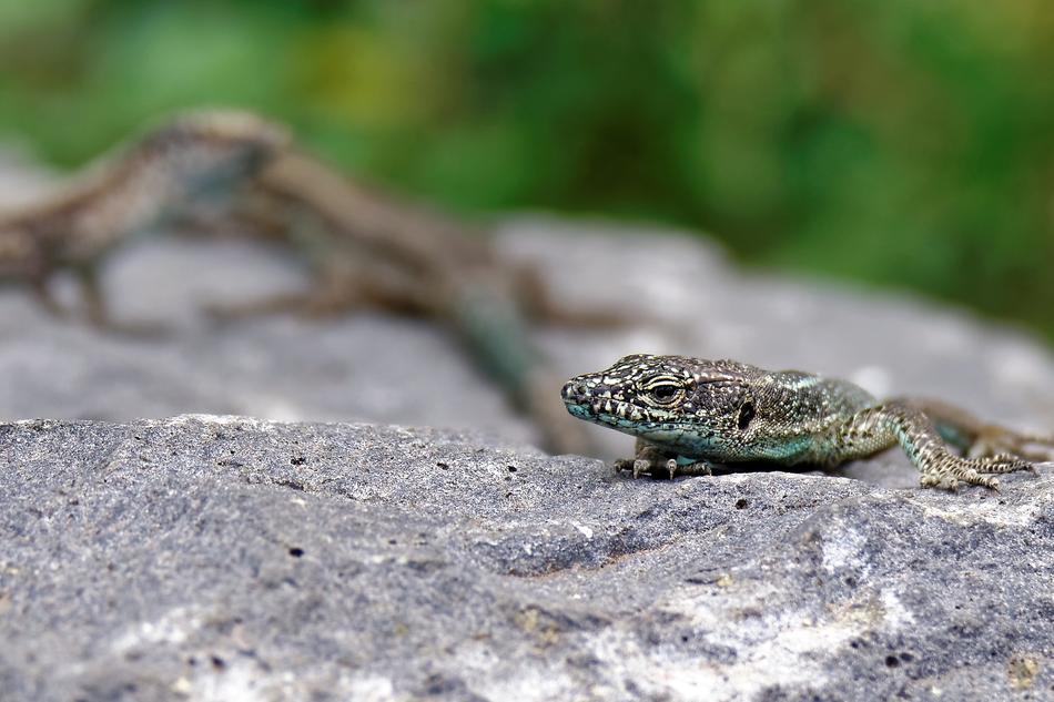Lizard Stone Wall Reptile