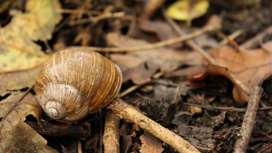 Snail Shell Autumn