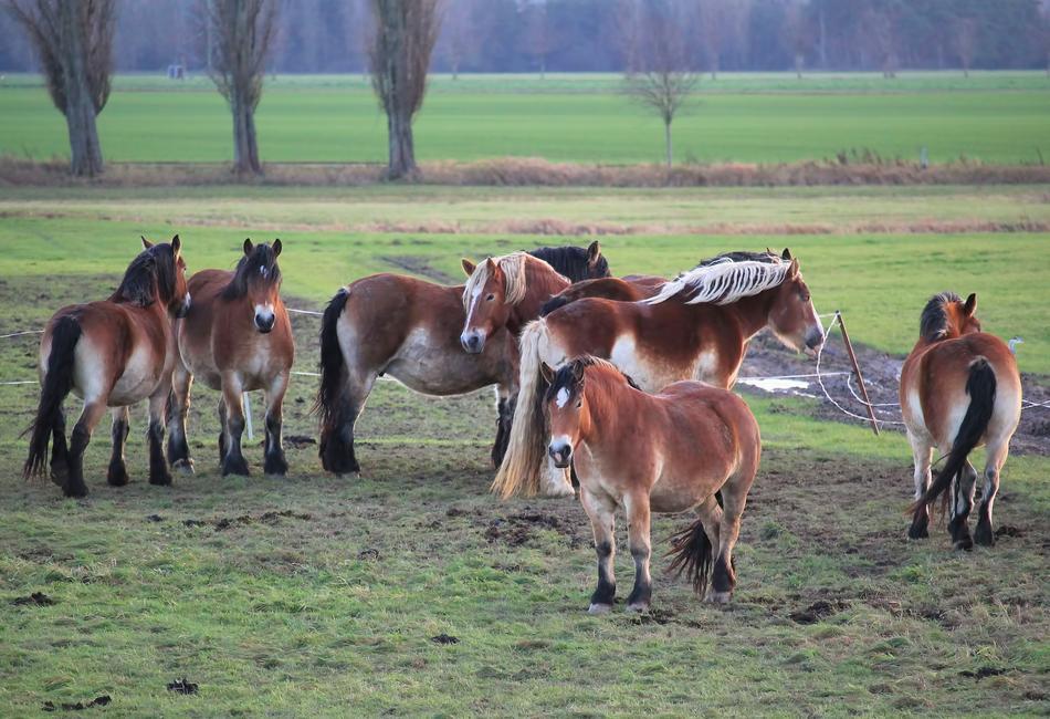 Horses Pasture Cold Blooded
