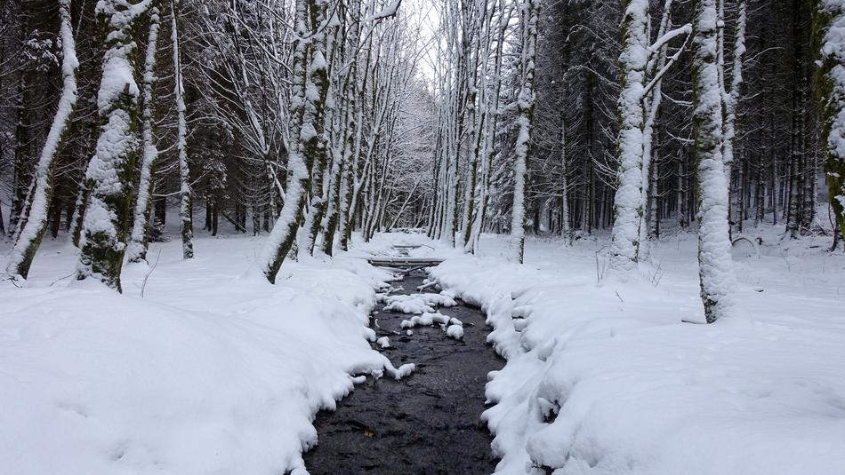 river in a snowy forest
