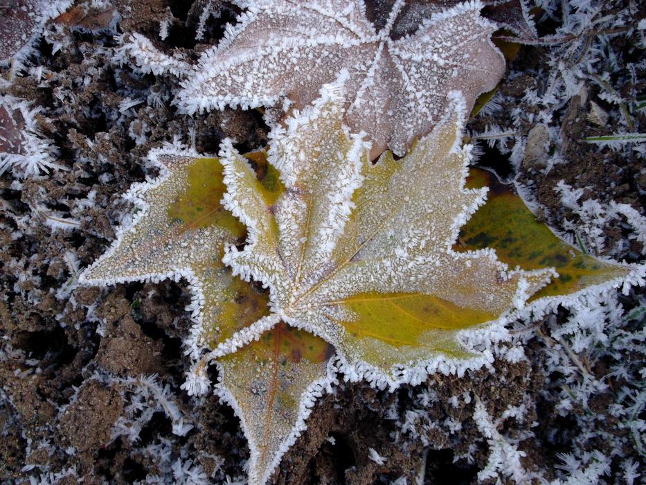 frozen leaves on the ground