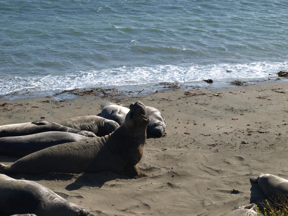 harbor seals by the sea