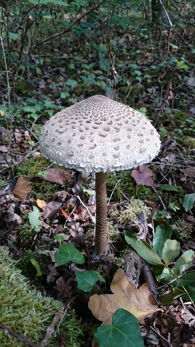 Fungus Forest Fall