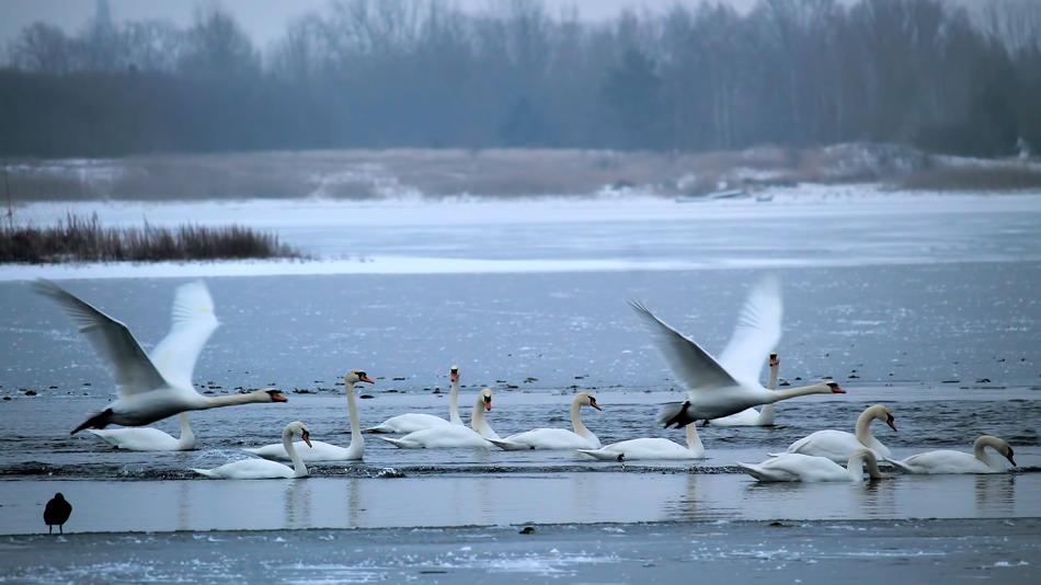 Wintry Lake Swans