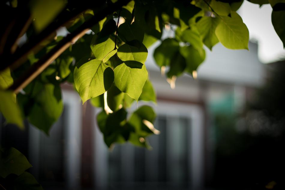 green leaves on a tree in the village