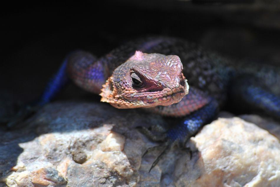 Gecko Lizard Salamander