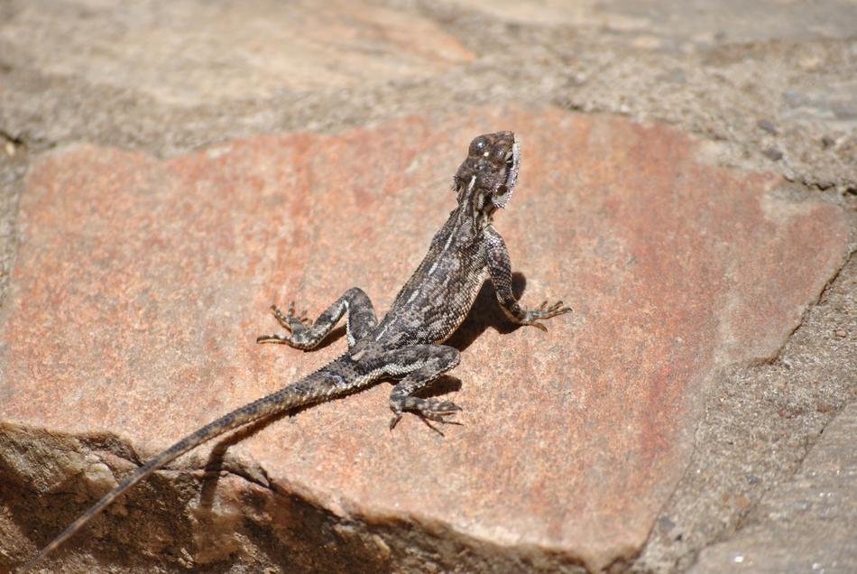 wild black lizard on a rock