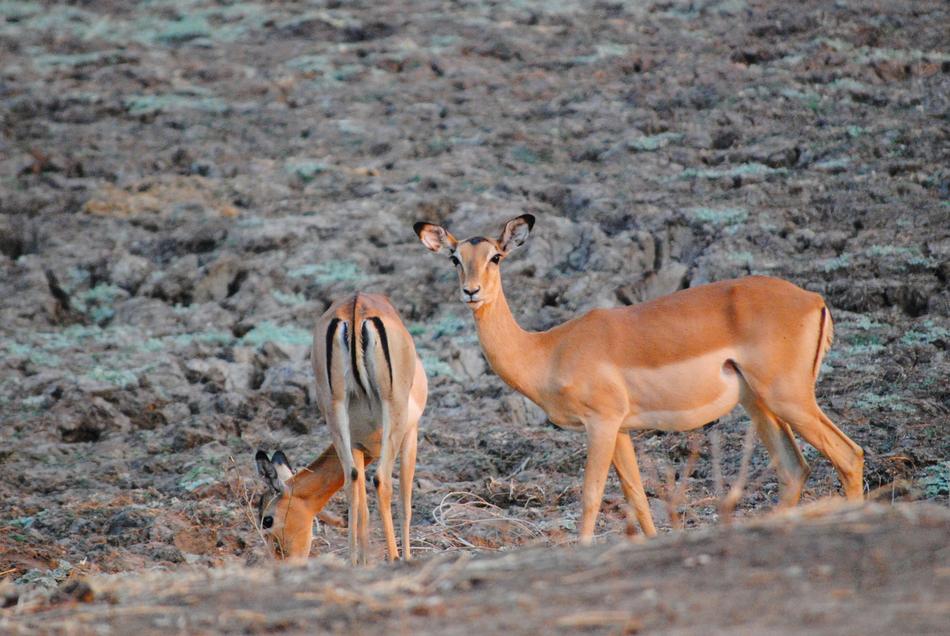 Zambia Safari Wild