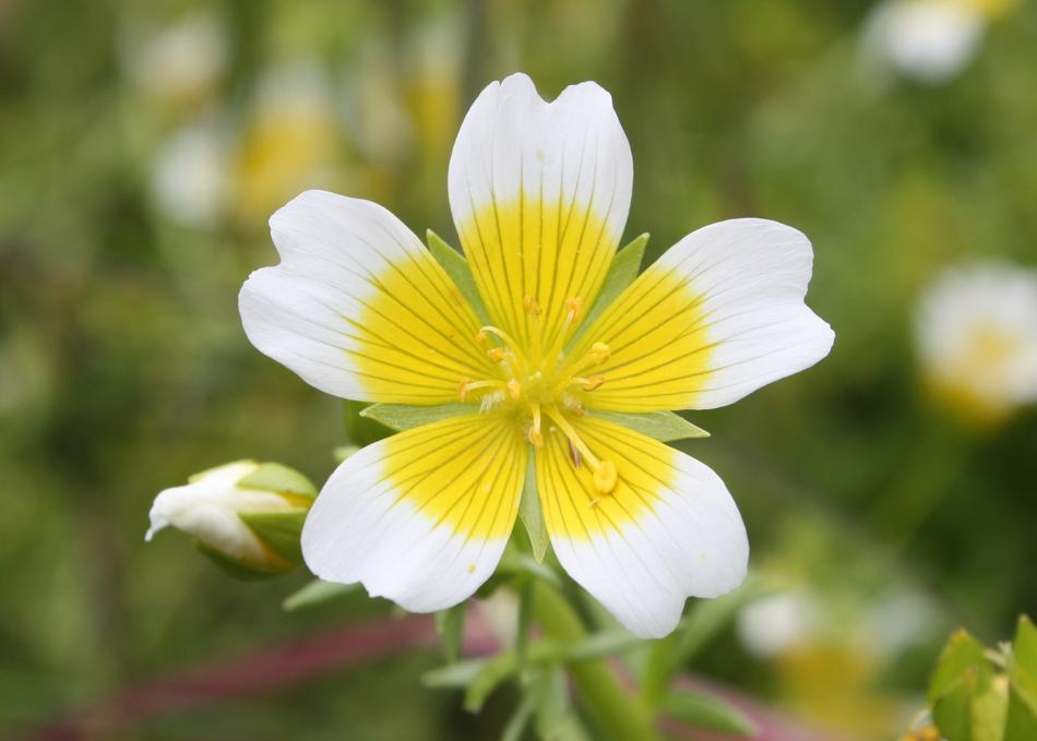 Limnanthes Douglasii Douglas'