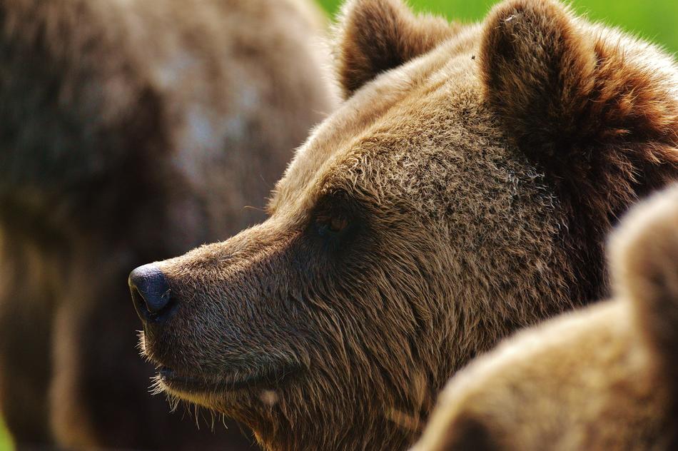 Wild furry bear in the zoo