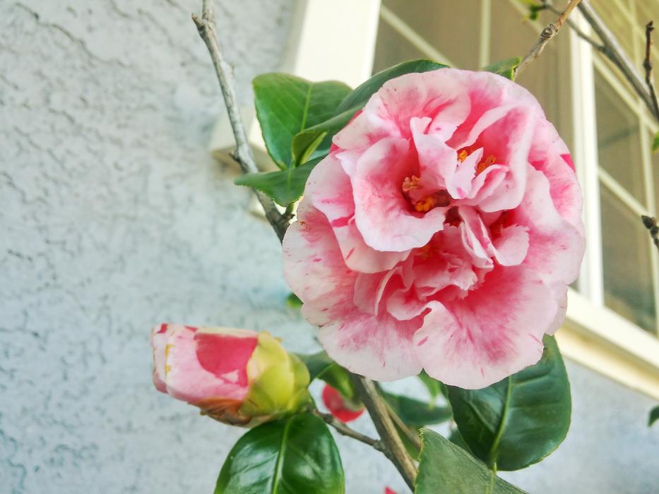 Carnations Pink Ornamental