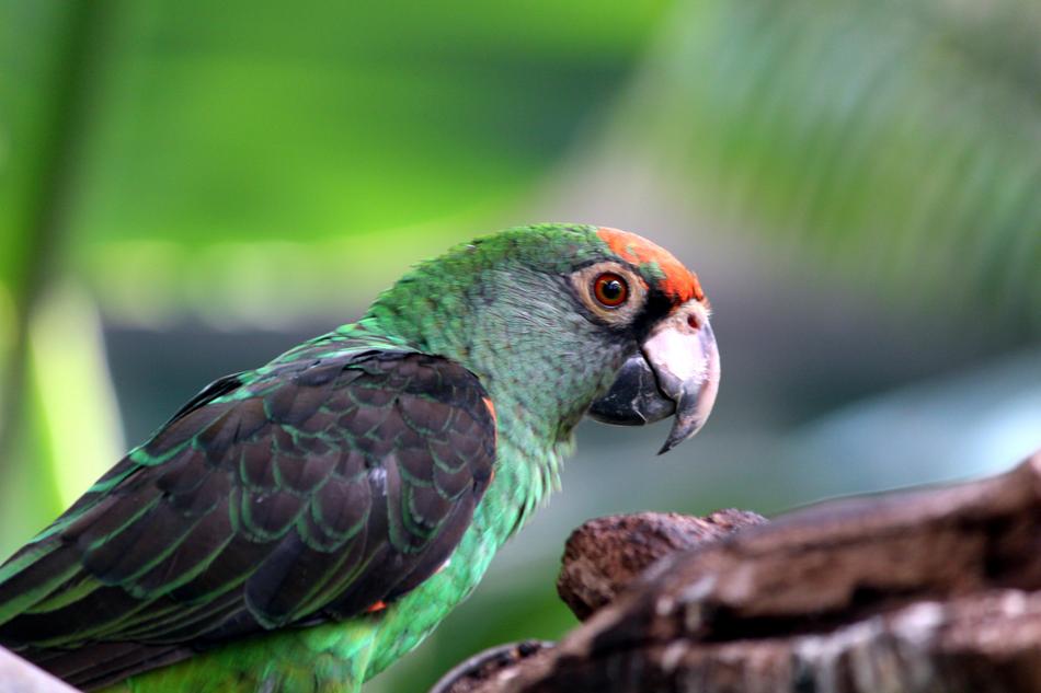 pretty Parrot Bird